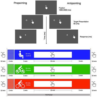 Passive exercise provides a simultaneous and postexercise executive function benefit